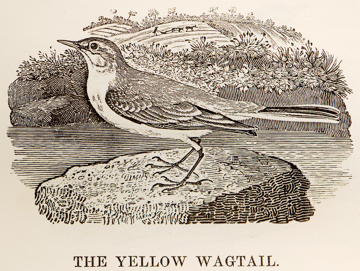 古書古本 dessin：Gary Hume: The Bird Has A Yellow Beak